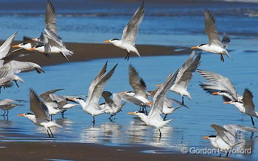 Tern Takeoff_41457.jpg - Photographed along the Gulf coast on Mustang Island near Corpus Christi, Texas, USA.